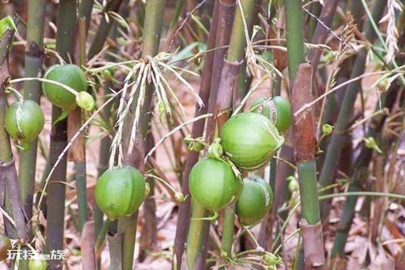 竹子开花赶紧搬家是什么意思(家里竹子开花是吉是凶)-图片2